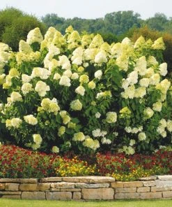 Brighter Blooms Limelight Hydrangea Shrub Shrubs & Hedges