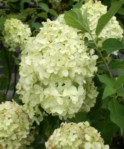 Brighter Blooms Limelight Hydrangea Shrub Shrubs & Hedges
