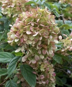 Brighter Blooms Limelight Hydrangea Shrub Shrubs & Hedges