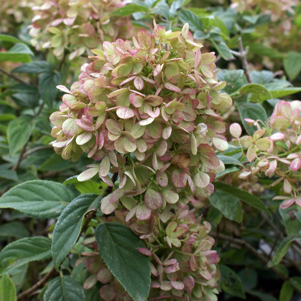 Brighter Blooms Limelight Hydrangea Tree Shrubs & Hedges 6 Brighter Blooms Limelight Hydrangea Tree Shrubs & Hedges