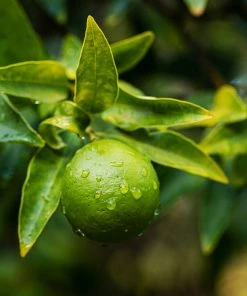Brighter Blooms Limequat Tree New Trees