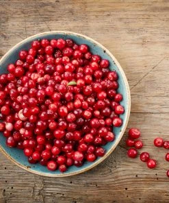 Brighter Blooms Lingonberry Plant
