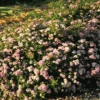 Brighter Blooms Shrubs & Hedges Little Princess Spirea Shrub