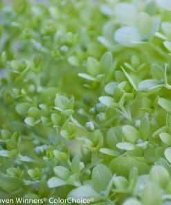 Brighter Blooms Shrubs & Hedges Little Lime® Hydrangea Tree