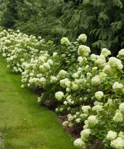 Brighter Blooms Little Lime® Hydrangea Shrub