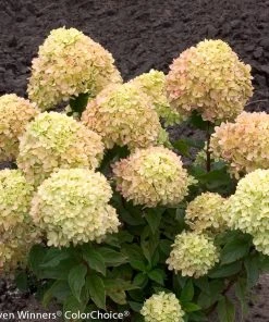 Brighter Blooms Little Lime® Hydrangea Shrub 10 Brighter Blooms Little Lime® Hydrangea Shrub