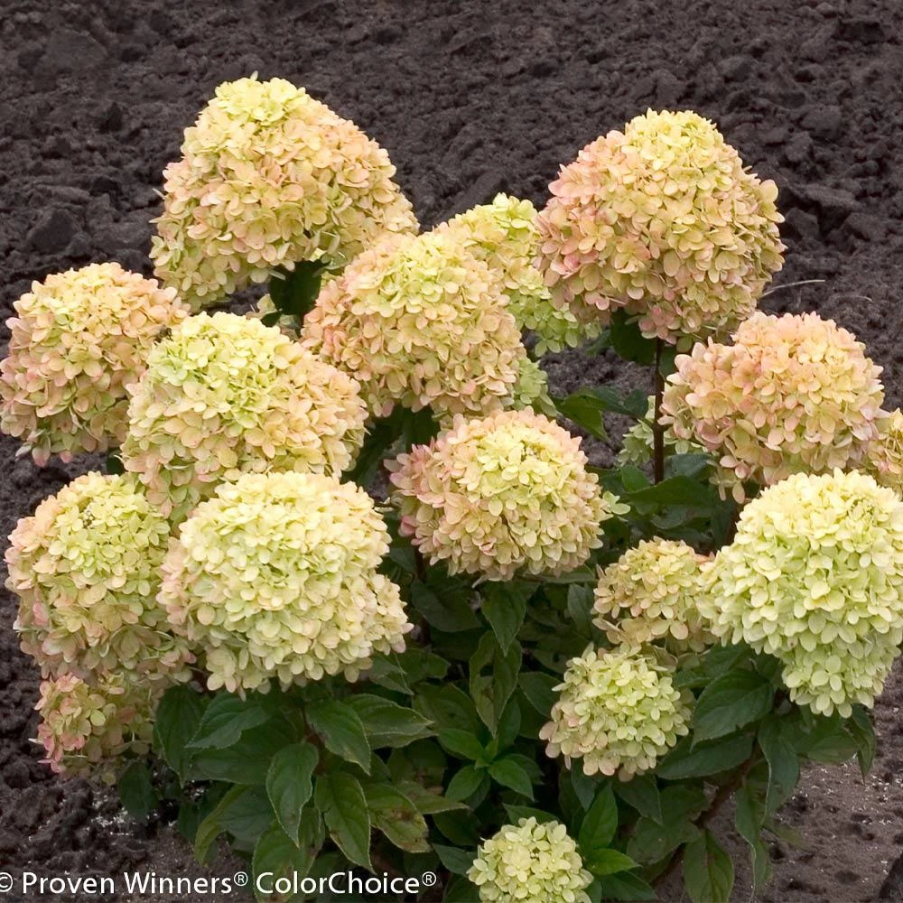 Brighter Blooms Little Lime® Hydrangea Shrub 5 Brighter Blooms Little Lime® Hydrangea Shrub