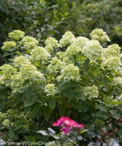 Brighter Blooms Little Lime® Hydrangea Shrub 8 Brighter Blooms Little Lime® Hydrangea Shrub