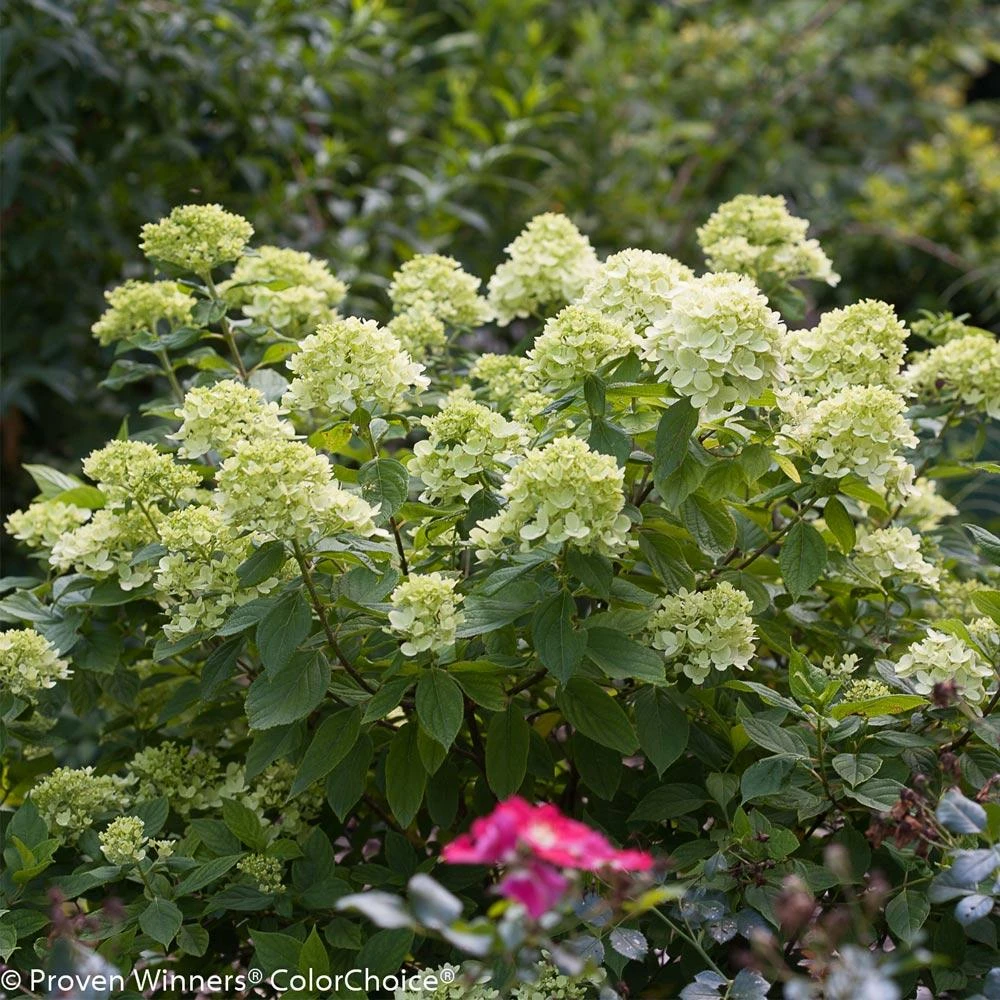 Brighter Blooms Little Lime® Hydrangea Shrub 3 Brighter Blooms Little Lime® Hydrangea Shrub