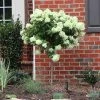 Brighter Blooms Shrubs & Hedges Little Lime® Hydrangea Tree