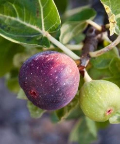 Brighter Blooms Little Miss Figgy™ Fig Tree