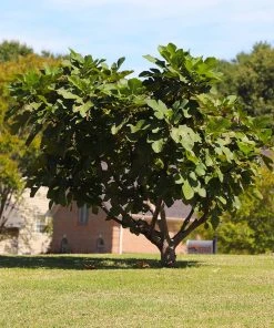 Brighter Blooms Little Miss Figgy™ Fig Tree
