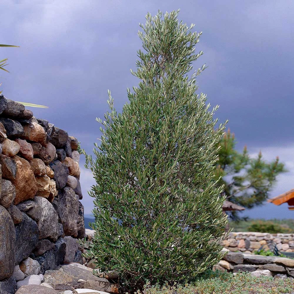 Brighter Blooms Little Ollie' Dwarf Olive Olive Trees 2 Brighter Blooms Little Ollie' Dwarf Olive Olive Trees