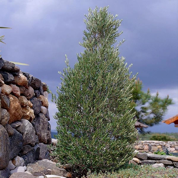 Brighter Blooms Little Ollie' Dwarf Olive Olive Trees 1 Brighter Blooms Little Ollie' Dwarf Olive Olive Trees