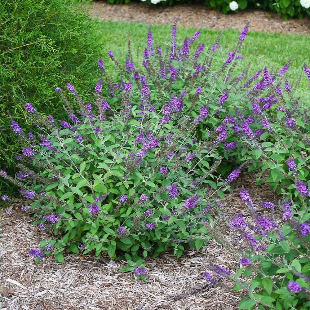 Brighter Blooms Lo And Behold® Blue Chip Jr. Butterfly Bush SHOP ALL 2 Brighter Blooms Lo And Behold® Blue Chip Jr. Butterfly Bush SHOP ALL