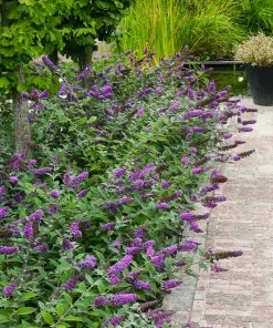 Brighter Blooms Lo And Behold® Blue Chip Jr. Butterfly Bush SHOP ALL 6 Brighter Blooms Lo And Behold® Blue Chip Jr. Butterfly Bush SHOP ALL