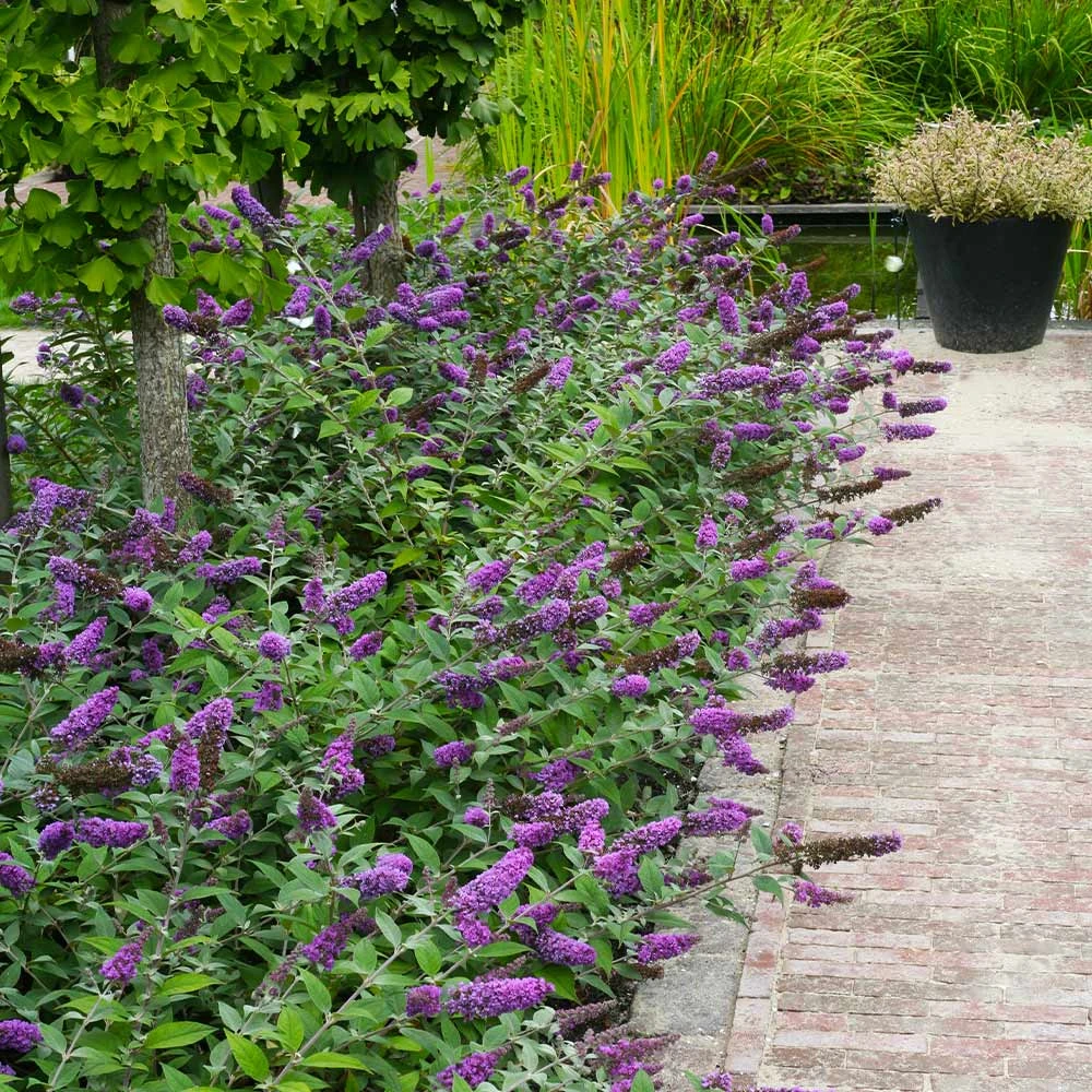 Brighter Blooms Lo And Behold® Blue Chip Jr. Butterfly Bush SHOP ALL 3 Brighter Blooms Lo And Behold® Blue Chip Jr. Butterfly Bush SHOP ALL