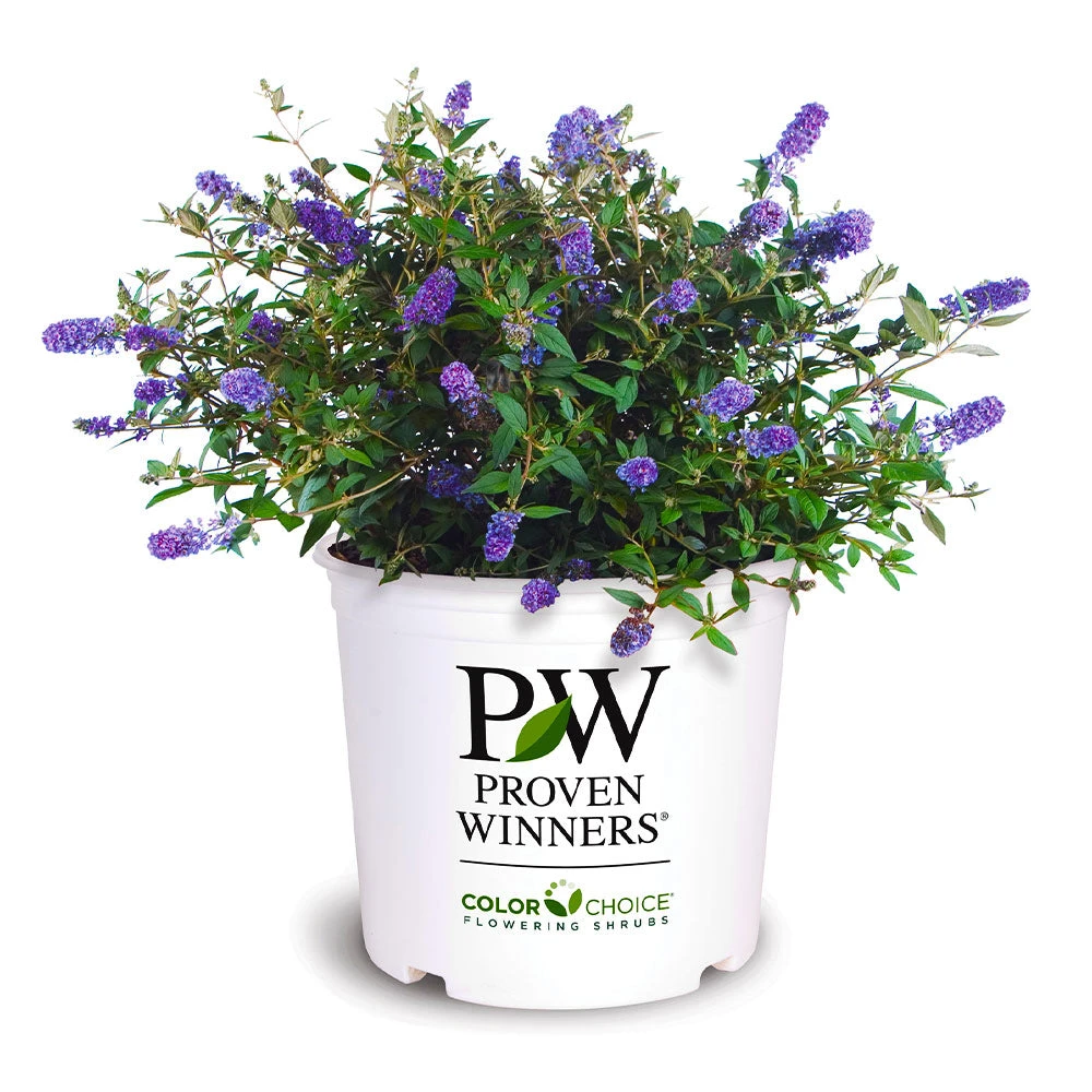 Brighter Blooms Lo And Behold® Blue Chip Jr. Butterfly Bush SHOP ALL 4 Brighter Blooms Lo And Behold® Blue Chip Jr. Butterfly Bush SHOP ALL