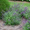 Brighter Blooms Lo And Behold® Blue Chip Jr. Butterfly Bush SHOP ALL