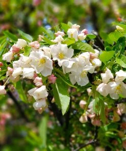 Brighter Blooms Lollipop® Crabapple Tree