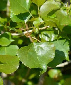 Brighter Blooms Lombardy Poplar Tree Arborvitae Trees