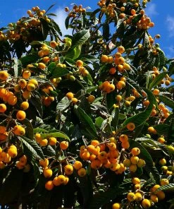 Brighter Blooms Loquat Tree Fruit Trees 8 Brighter Blooms Loquat Tree Fruit Trees