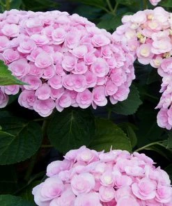 Brighter Blooms Love Hydrangea Shrub Shrubs & Hedges