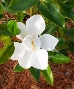 Brighter Blooms Evergreen & Privacy Little Gem Magnolia Tree