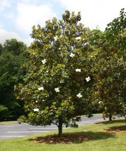 Brighter Blooms Evergreen & Privacy Little Gem Magnolia Tree