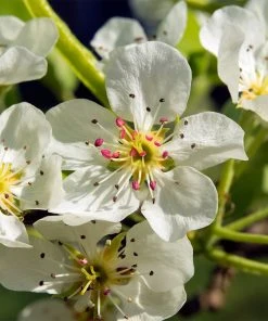 Brighter Blooms Luscious Pear Tree New Trees