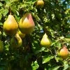Brighter Blooms Luscious Pear Tree New Trees