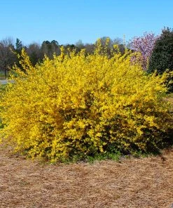 Brighter Blooms Lynwood Gold Forsythia Shrub 7 Brighter Blooms Lynwood Gold Forsythia Shrub