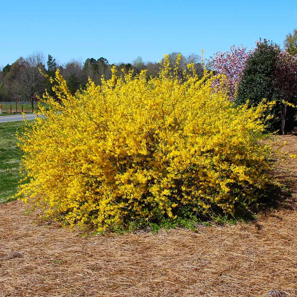 Brighter Blooms Lynwood Gold Forsythia Shrub 3 Brighter Blooms Lynwood Gold Forsythia Shrub