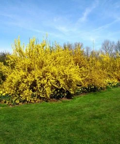 Brighter Blooms Lynwood Gold Forsythia Shrub 9 Brighter Blooms Lynwood Gold Forsythia Shrub