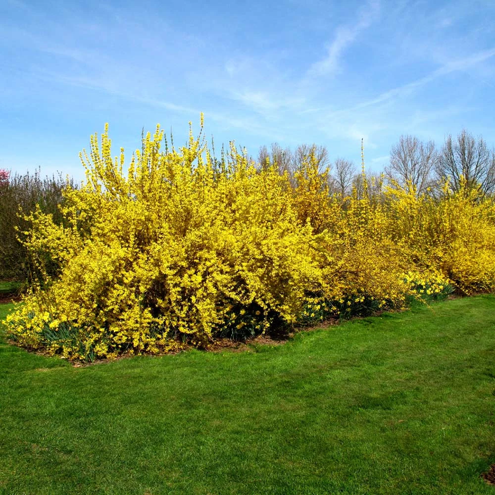 Brighter Blooms Lynwood Gold Forsythia Shrub 5 Brighter Blooms Lynwood Gold Forsythia Shrub