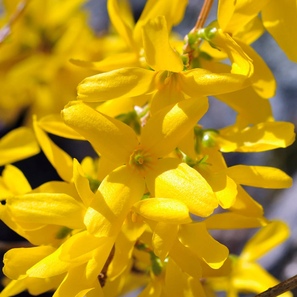 Brighter Blooms Lynwood Gold Forsythia Shrub 4 Brighter Blooms Lynwood Gold Forsythia Shrub