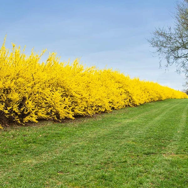 Brighter Blooms Lynwood Gold Forsythia Shrub 1 Brighter Blooms Lynwood Gold Forsythia Shrub