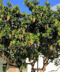 Brighter Blooms Fruit Trees Marina Strawberry Tree