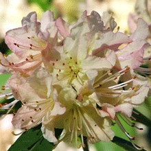 Brighter Blooms Shrubs & Hedges Mary Fleming Rhododendron Shrub