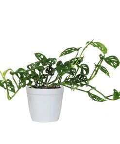 Brighter Blooms Monstera Adansonii Plant 18 Brighter Blooms Monstera Adansonii Plant