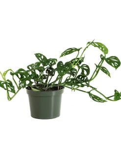 Brighter Blooms Monstera Adansonii Plant 17 Brighter Blooms Monstera Adansonii Plant