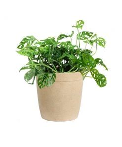 Brighter Blooms Monstera Adansonii Plant 15 Brighter Blooms Monstera Adansonii Plant