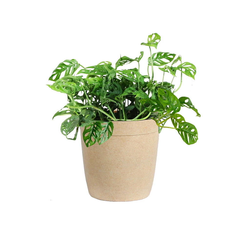 Brighter Blooms Monstera Adansonii Plant 6 Brighter Blooms Monstera Adansonii Plant