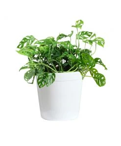 Brighter Blooms Monstera Adansonii Plant 14 Brighter Blooms Monstera Adansonii Plant