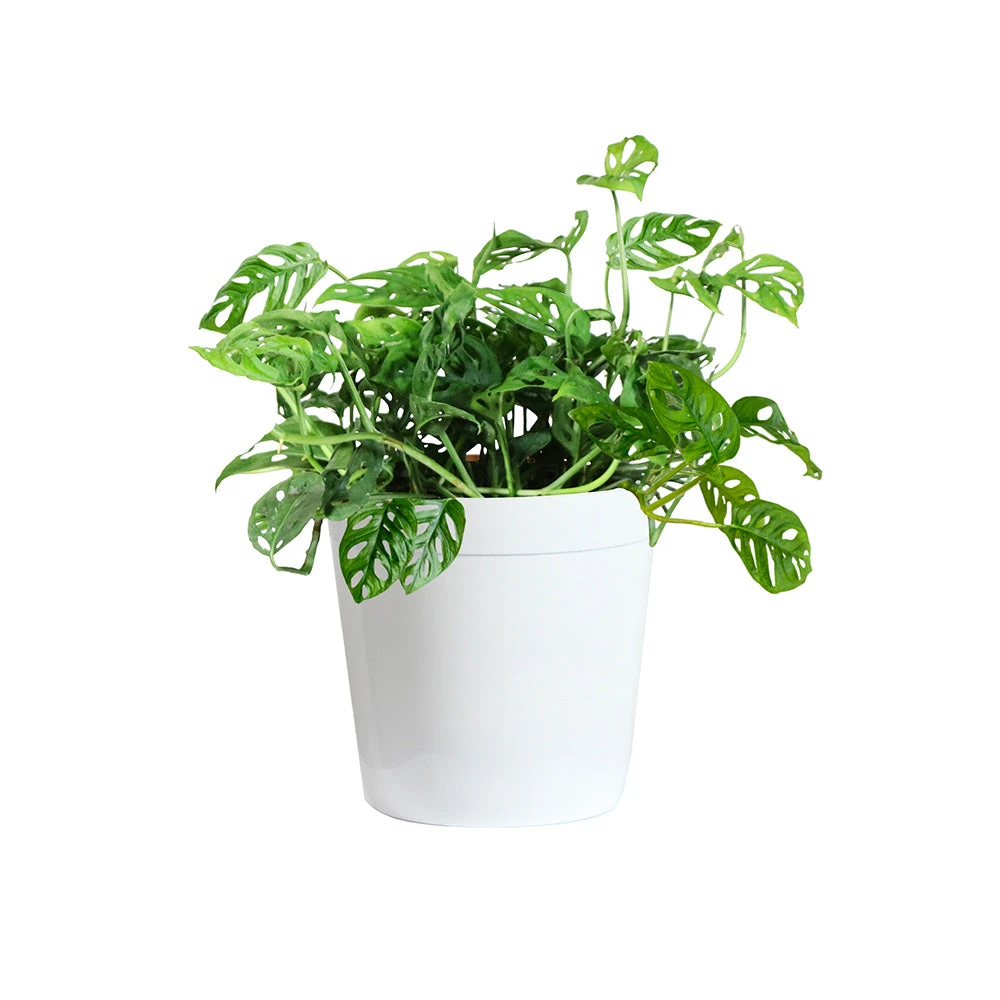 Brighter Blooms Monstera Adansonii Plant 5 Brighter Blooms Monstera Adansonii Plant