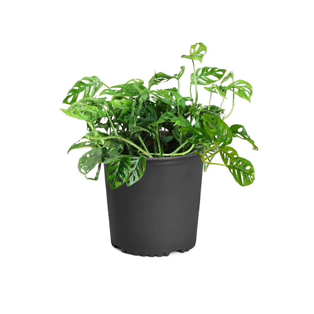 Brighter Blooms Monstera Adansonii Plant 7 Brighter Blooms Monstera Adansonii Plant