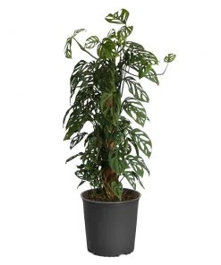 Brighter Blooms Monstera Adansonii Plant 19 Brighter Blooms Monstera Adansonii Plant