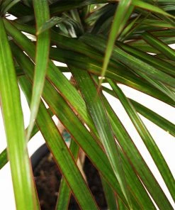 Brighter Blooms House & Patio Braided Madagascar Dragon Tree