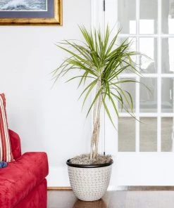 Brighter Blooms House & Patio Braided Madagascar Dragon Tree