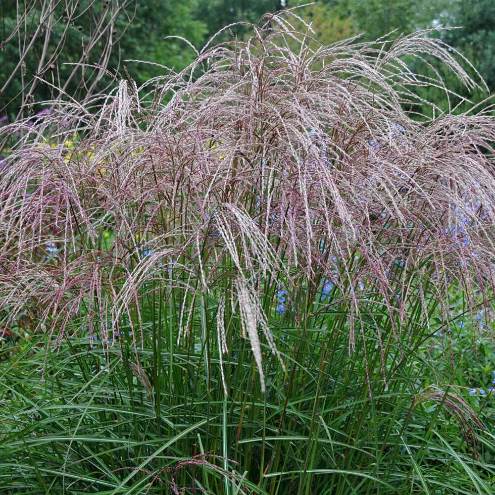 Brighter Blooms Morning Light Miscanthus 3 Brighter Blooms Morning Light Miscanthus